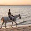Image of Pack Animal Tours