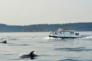 Tour image of Orcas Island Whale Watching