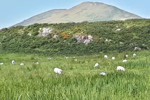Tour image of Ring of Kerry & Skellig Ring - Private Tour