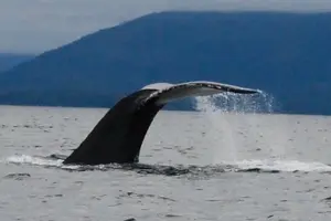 Tour image of Sitka Seabirds & Marine Life Private Charter Scenic Eco-Tour