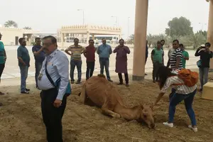 Tour image of Full Day With Traditional Bahraini Lunch