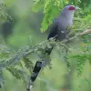 Image of Bird Watching