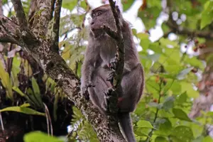 Tour image of Kinabatangan River 2-Day Minibus and Boat Sharing Tour