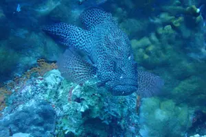 Tour image of Private Rincon Snorkeling Adventure