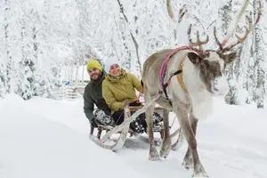 Tour image of Levi Reindeer Safari - Long or Quick - with Sledge Ride