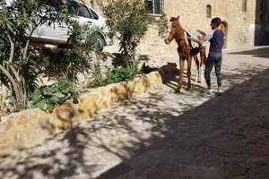 Tour image of city tour ın mardin
