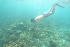 Tour image of Cruises to Daymaniyat & Snorkeling
