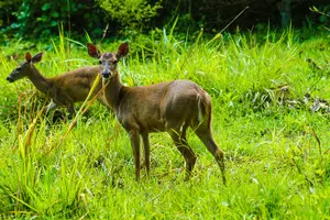 Tour image of Private Nature Adventure Tour in Curu Wildlife Refuge