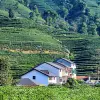Image of Plantation Tours