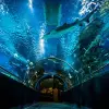 Image of Aquariums