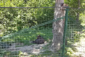 Tour image of LiBearty Bear Sanctuary Zarnesti Small-Group Trip from Brasov