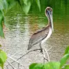 Image of Bird Watching