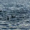 Image of Dolphin Watching