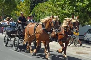 Tour image of Carriage ride in Lansargues, near Montpellier