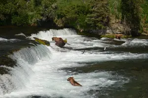 Tour image of 2 Park Bear Viewing Adventure to Katmai and Lake Clark NP