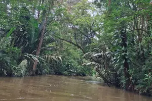 Tour image of Canoe experience exploring Tortuguero National Park