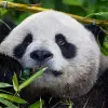Image of Zoos & Wildlife Parks