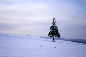 Tour image of [Biei/Furano] One-day sightseeing by private car!