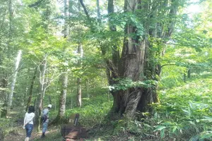Tour image of Yakusugi Cedar Forest Walking Tour on Yakushima Island