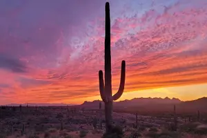 Tour image of After Dark Desert Tour and Navigating the Night Sky