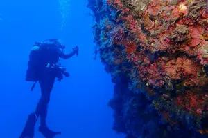 Tour image of Jubilee Shoals guided boat dives