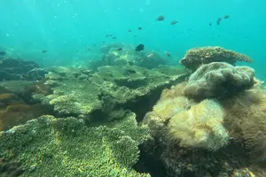Tour image of Phu Quoc: Snorkeling and Island Hopping By Speedboat with Lunch