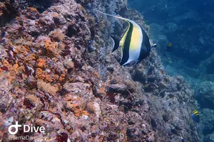 Tour image of Fundive Catalina Islands (2 dives, only for certified divers)