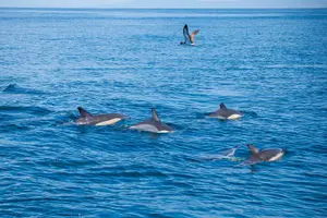 Tour image of Observation DE dolphins and whales with marine biologist in Arrábida