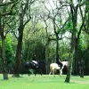 Image of Pack Animal Tours