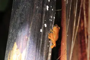 Tour image of Private Night Observation Hike