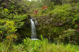 Tour image of Small-Group Road to Hana Luxury Tour