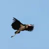 Image of Bird Watching