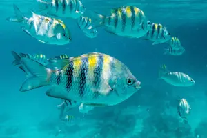 Tour image of Half-Day Snorkel Sail Tour with Caribbean Lunch
