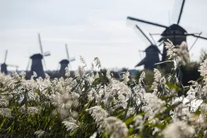 Tour image of Private Tour from Rotterdam to Kinderdijk and Amsterdam