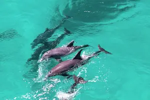 Tour image of 3 Hour Dolphin Tour and Snorkeling in Shell Island