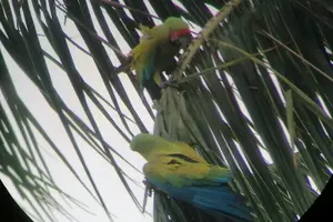 Tour image of Tortuguero National Park Canoe Tour