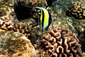 Tour image of Deluxe Morning Snorkeling Adventure