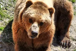 Tour image of Sitka's only Private Simply Amazing Tour