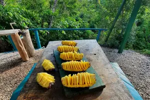 Tour image of Rain Forest Canopy Tour from Tamarindo: Zipline, Hanging Bridge