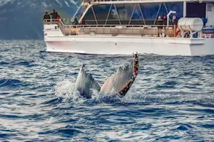 Tour image of From Tromso: Whale Watching Tour on Hybrid-Electric Catamaran