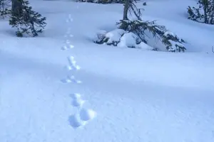 Tour image of Skiing in winter wonderland