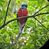 Image of Wildlife Encounters