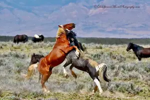 Tour image of Private 4 Hour Red Canyon Wild Mustang Air Conditioned Van Tours