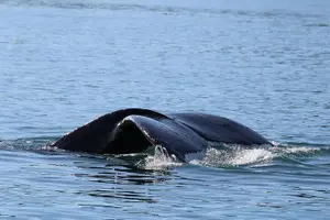 Tour image of Whale Watching Cruise from Newport Beach
