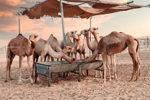 Tour image of Romantic Private Dune Dinner Abu Dhabi