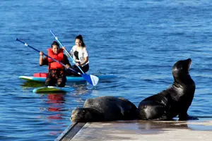 Tour image of 2-Hour Kayak or Paddleboard with Sea Lions in Marina del Rey
