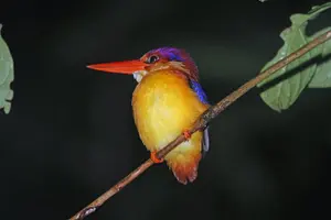 Tour image of Sandakan 3 Day Sukau Rainforest Wildlife Journey and Cruises