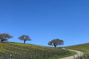 Tour image of Santa Barbara Small-Group Wine Tour to Private Estates & Wineries