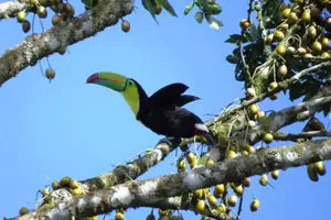 Tour image of Manuel Antonio National Park Sightseeing and Wildlife Day Tour from San Jose