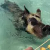 Image of Swimming